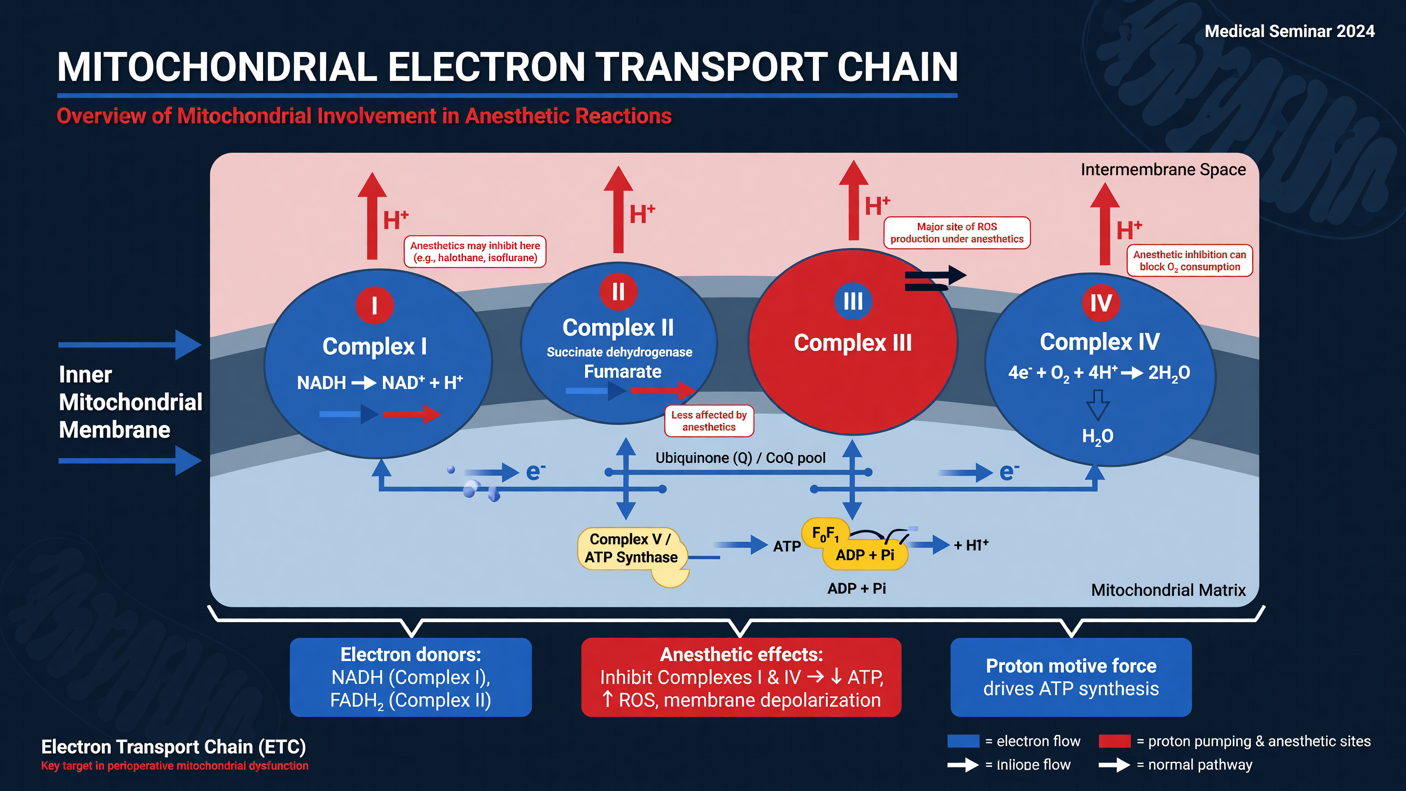 Conceptual diagram of mitochondrial electron transport chain