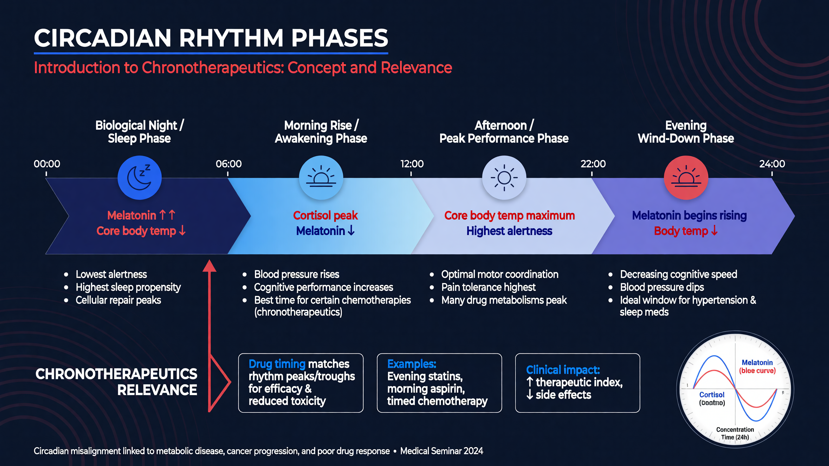 Diagram illustrating circadian rhythm phases