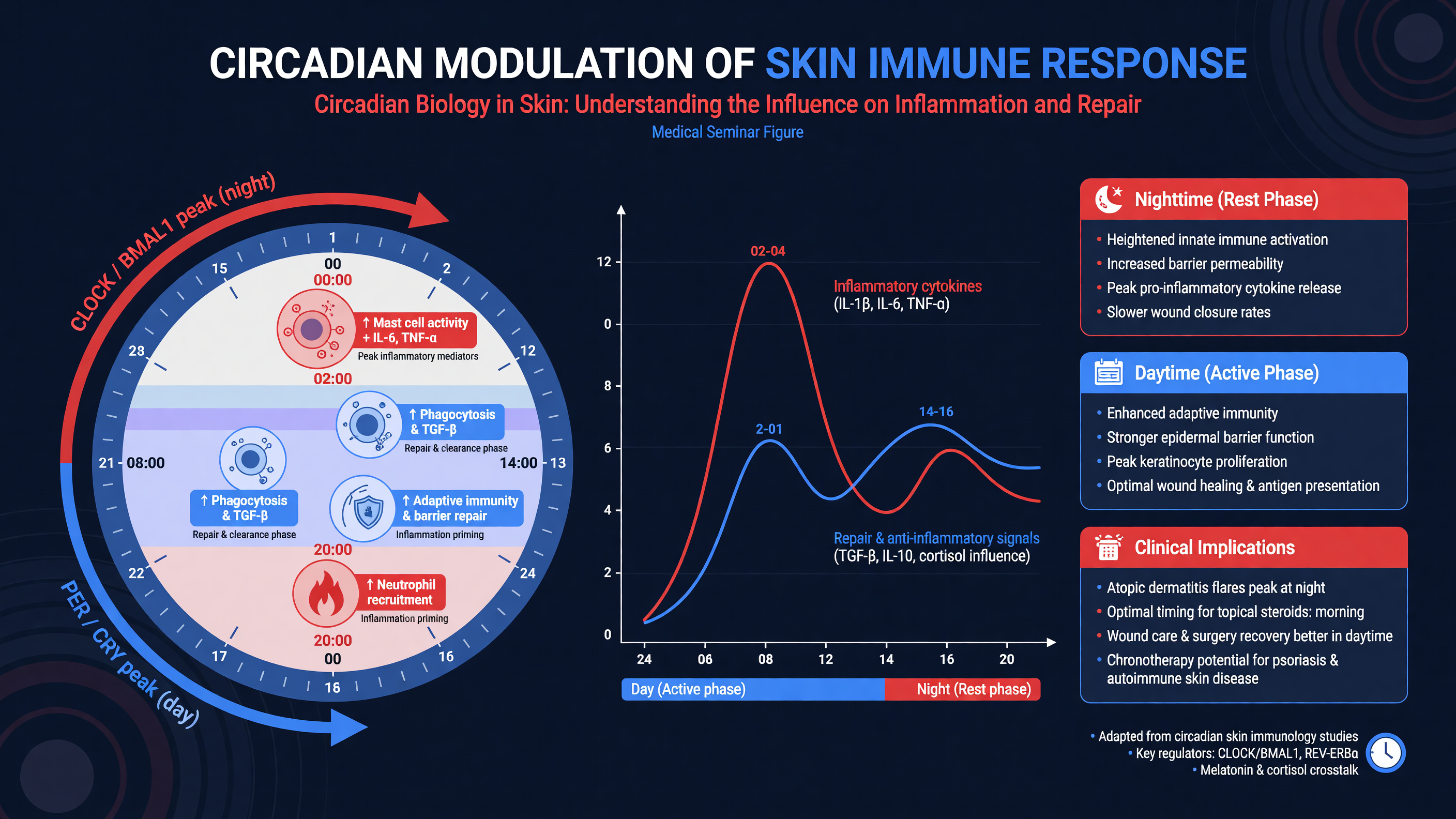 Circadian modulation of skin immune response