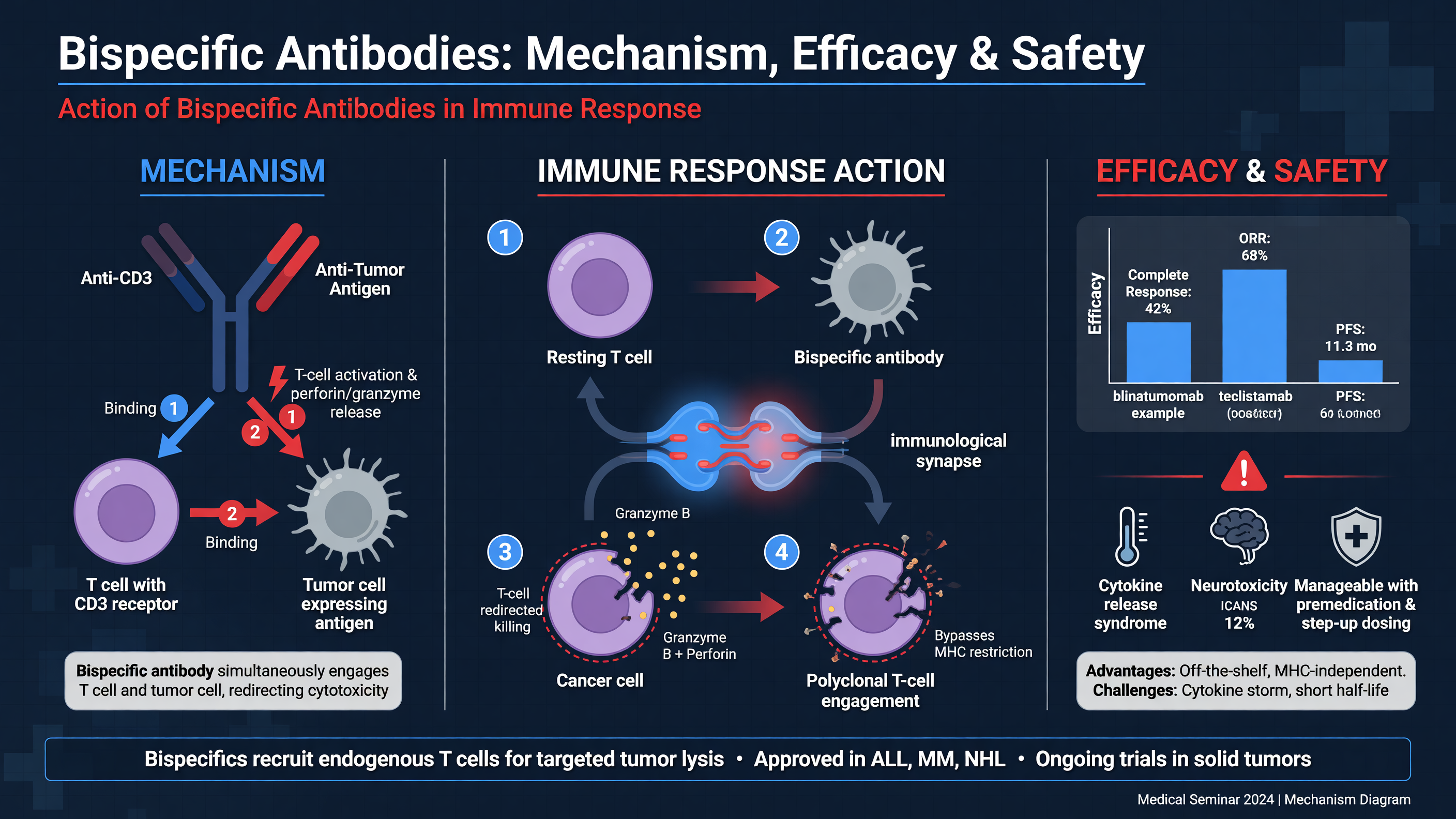 Action of bispecific antibodies in immune response