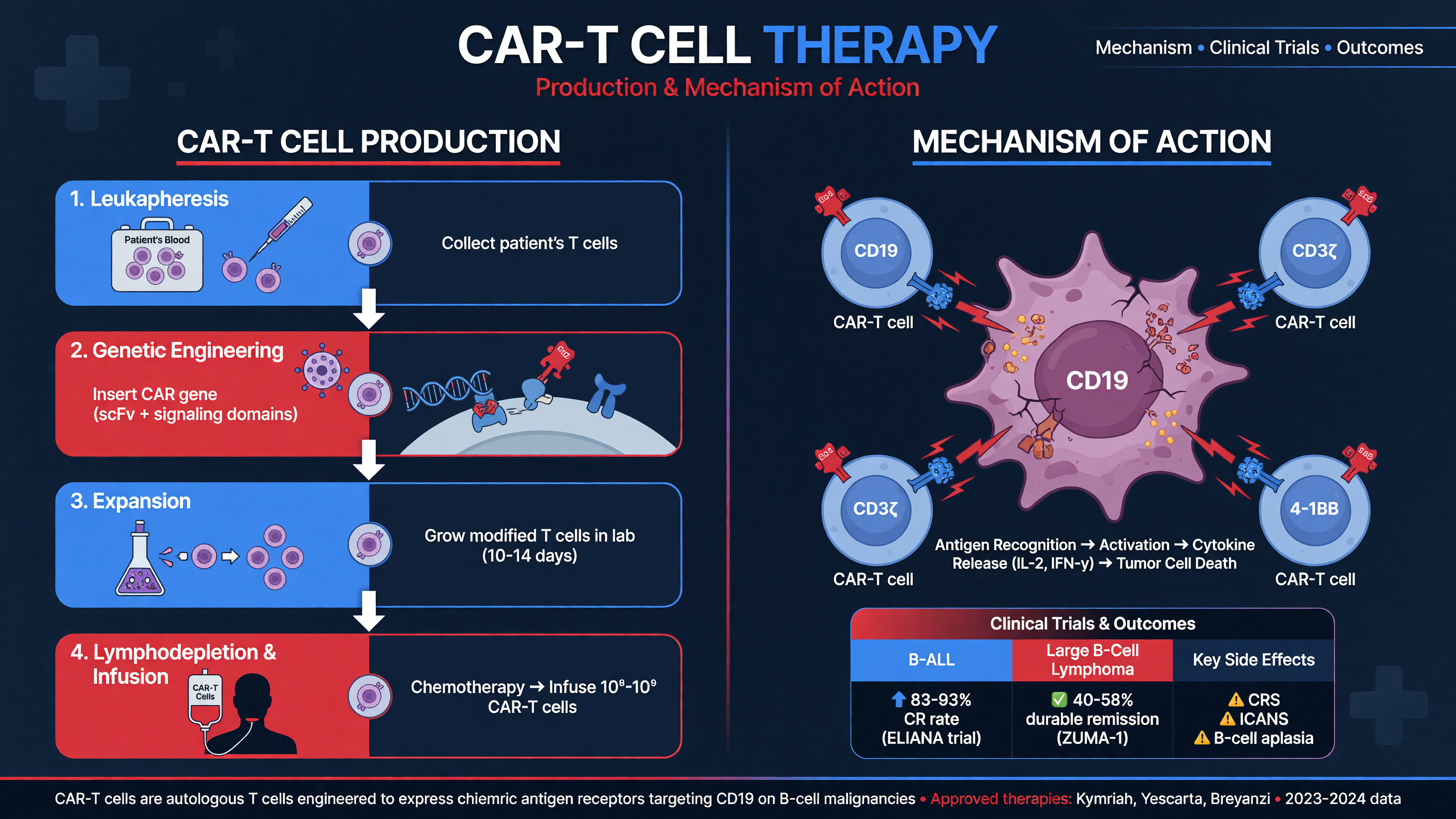 CAR-T cell production and action