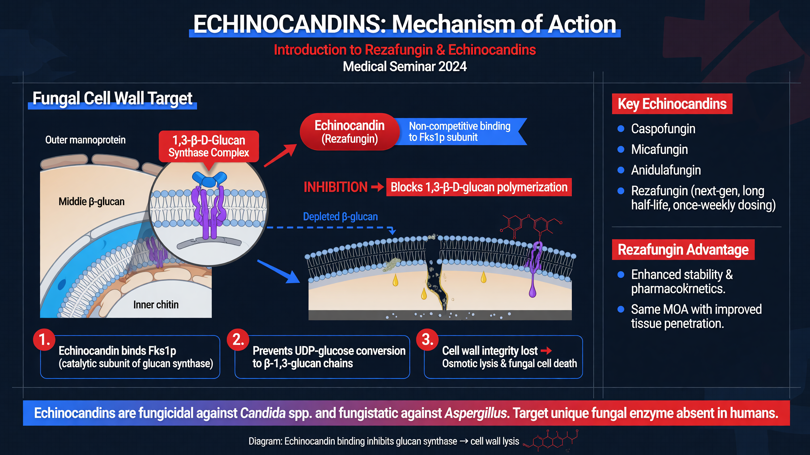 Diagram of echinocandins mechanism of action