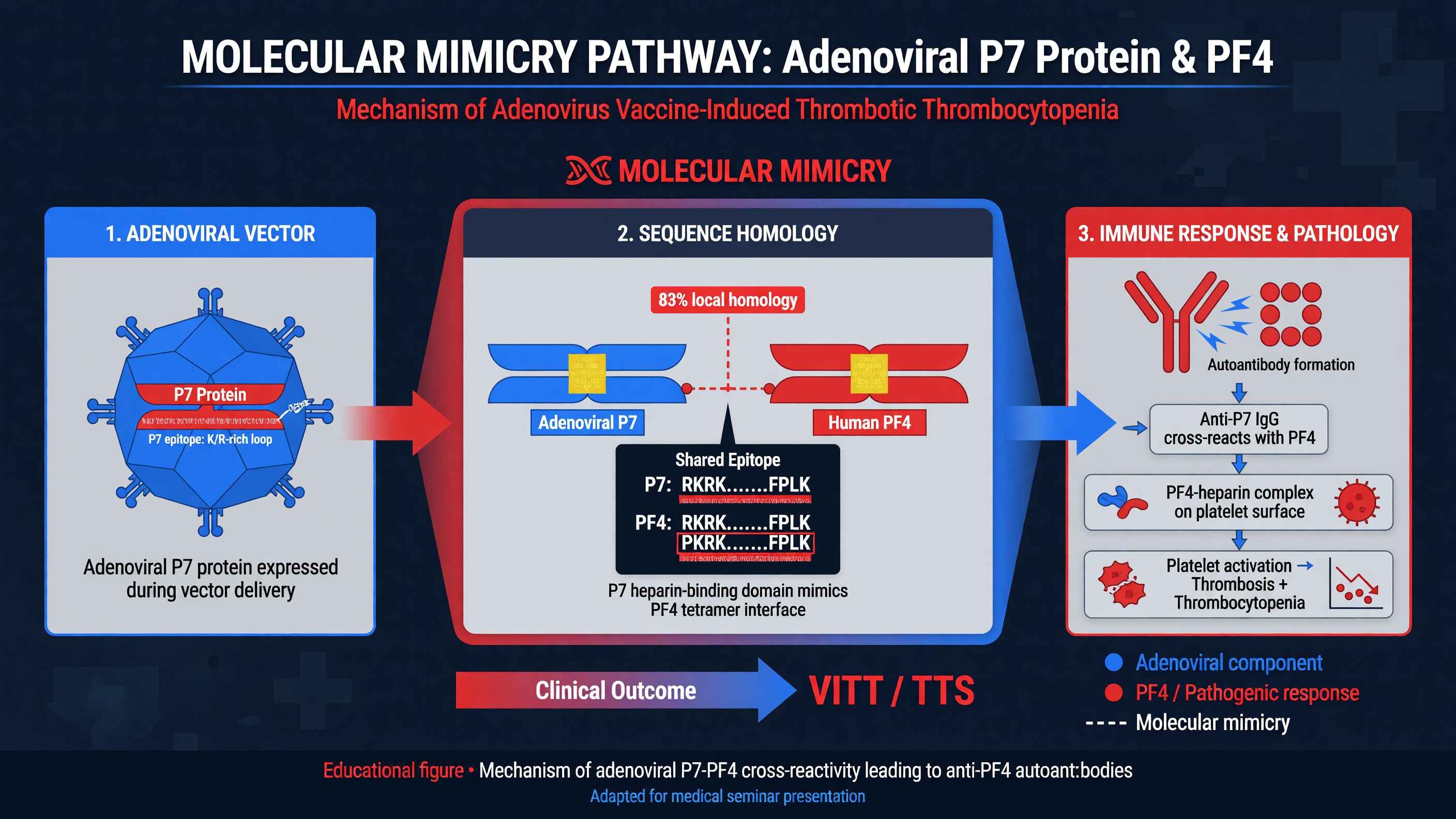 Molecular mimicry pathway: adenoviral protein and PF4 anti-PF4 antibody formation