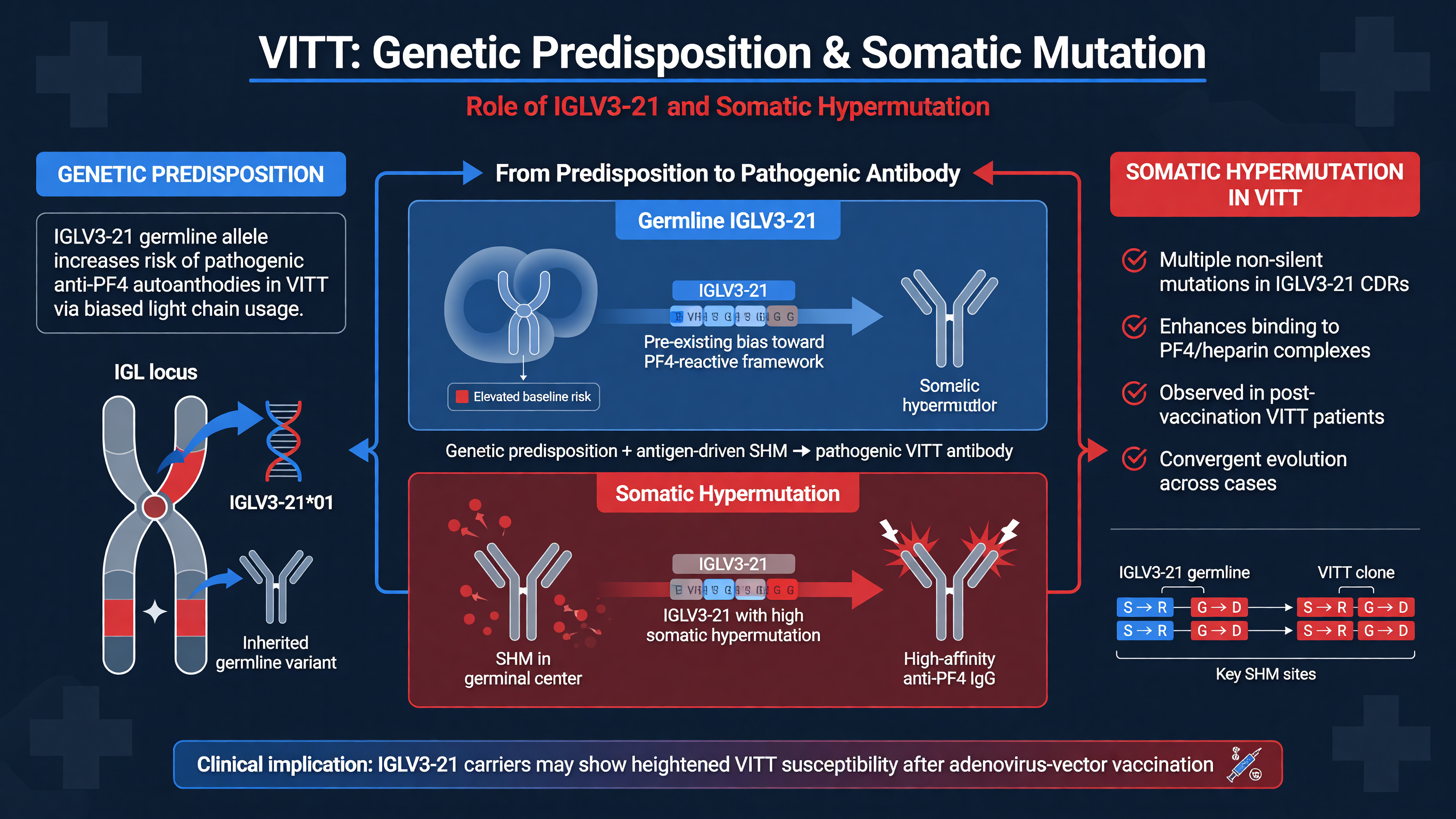 Genetic predisposition and somatic hypermutation in VITT
