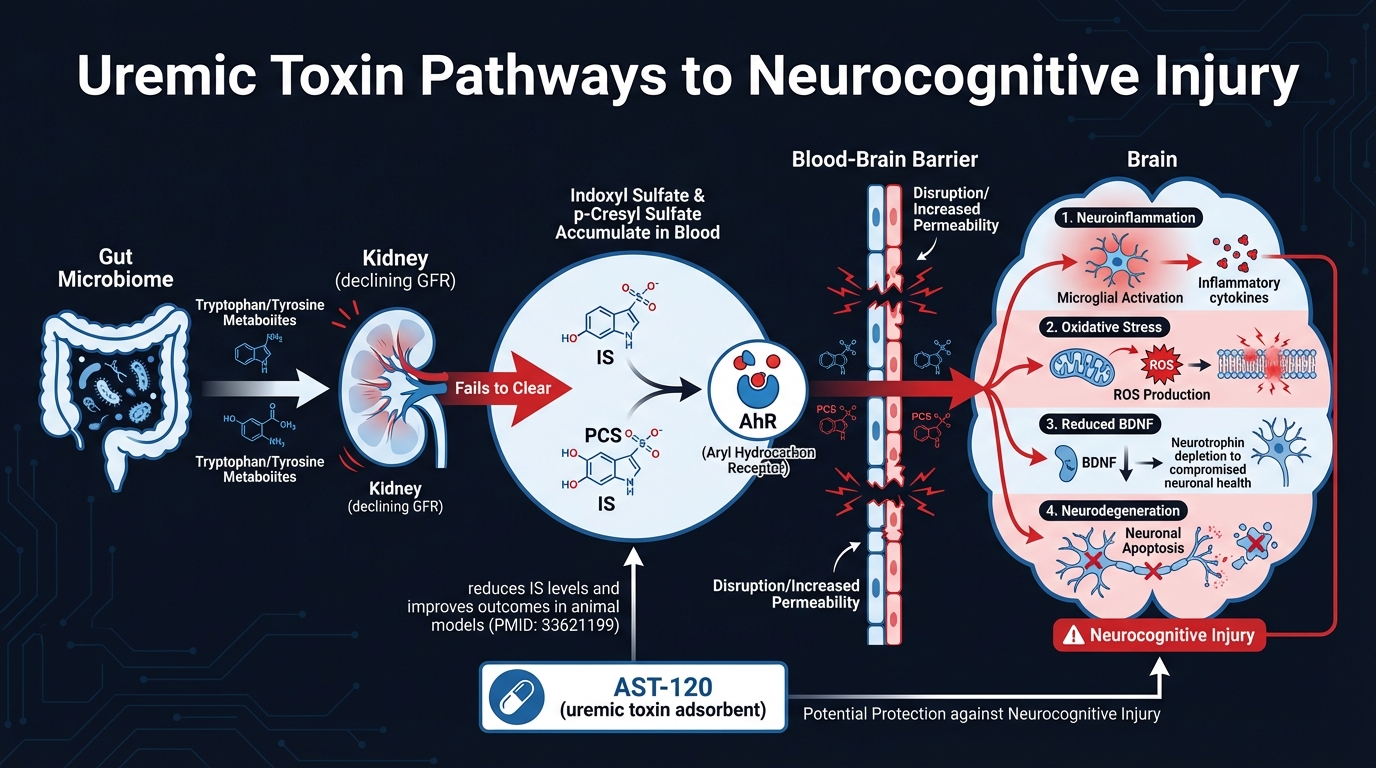 Uremic toxin pathways affecting the brain