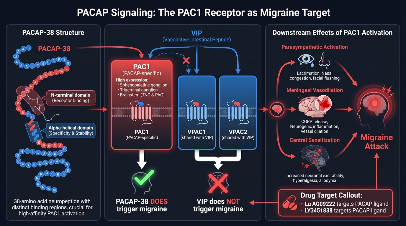 PACAP Signaling Mechanism in Migraine