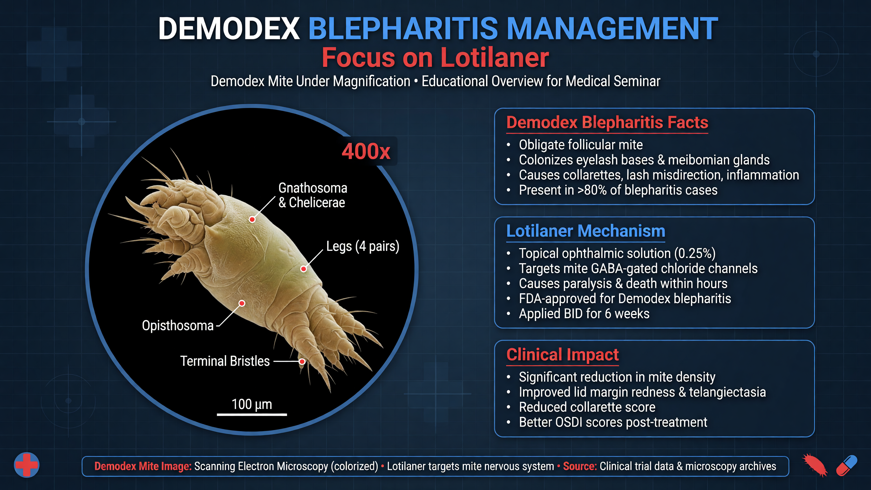 Image of Demodex mite under magnification