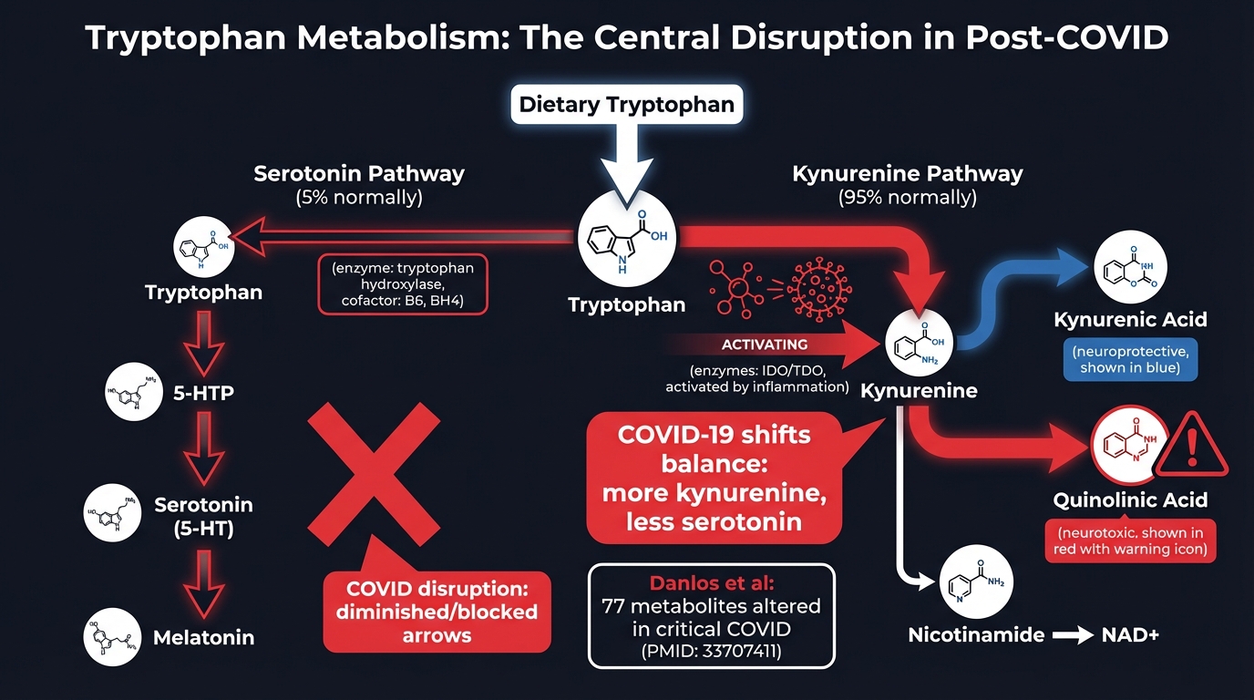 Tryptophan Metabolism Pathway Disrupted by COVID-19