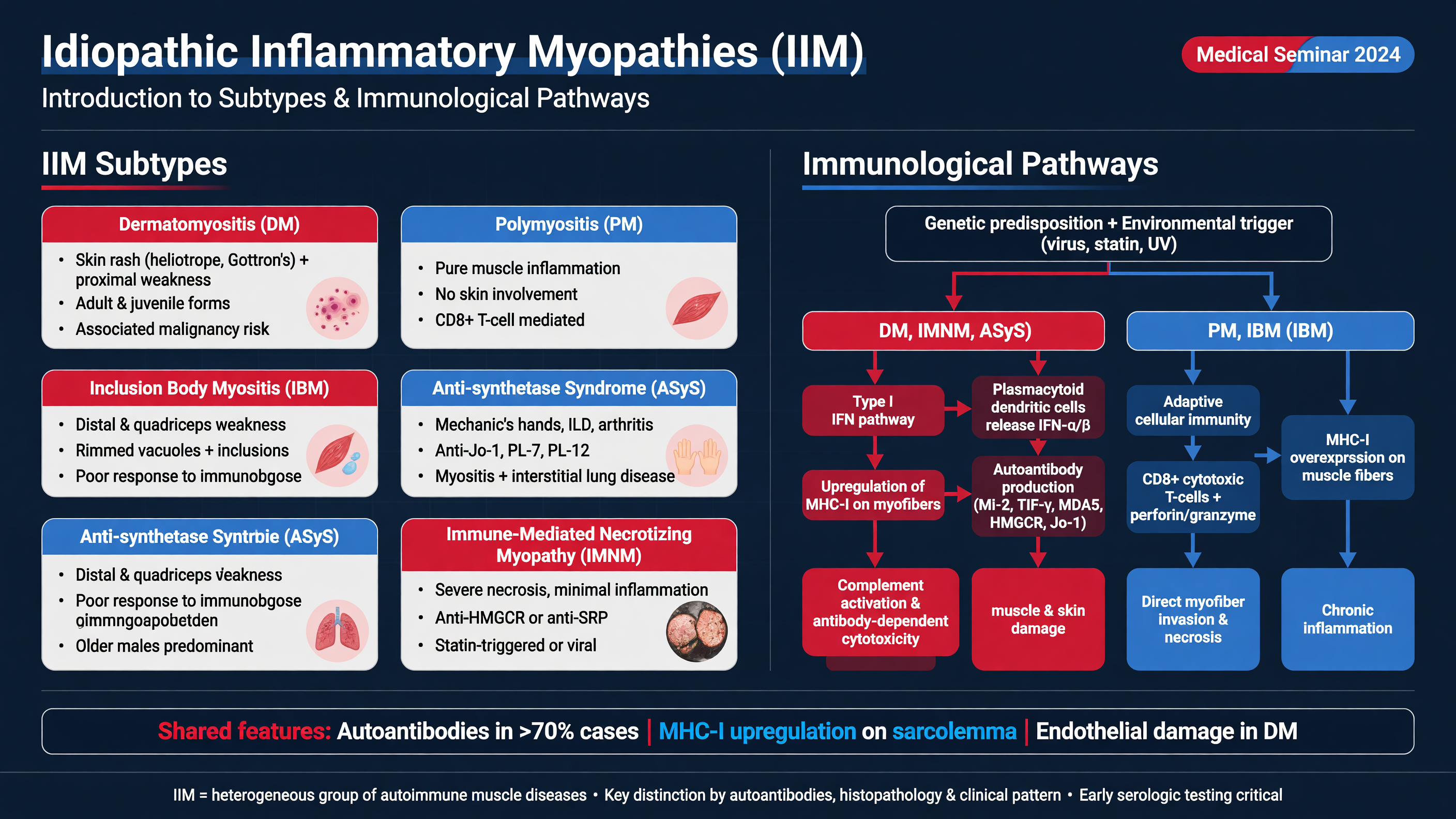 Diagram of IIM subtypes and their immunological pathways.